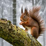 Eurasian red squirrel (Sciurus vulgaris) with large ear-tufts on tree branch eating hazelnut / nut from food cache in forest covered in snow in winter. Digital composite